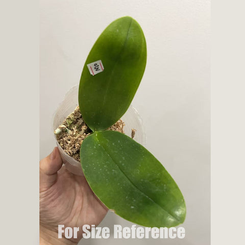 [AS-IS] Phal. SWR Snowflake 'Peloric' 雪花兩眼 [March in Stock]