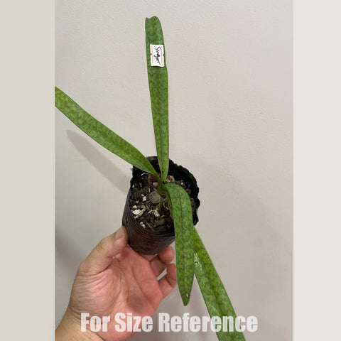 [Bare-root]Paph. Sugar Suite 尼密x白花 [March in stock]