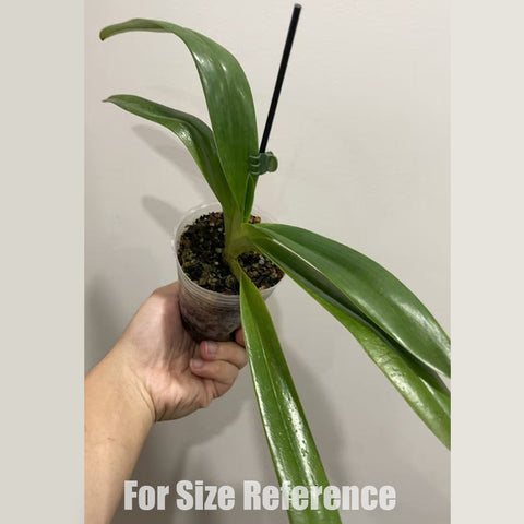 [Bare-root]Paph. Alexej 國王x番薯 [March in Stock]