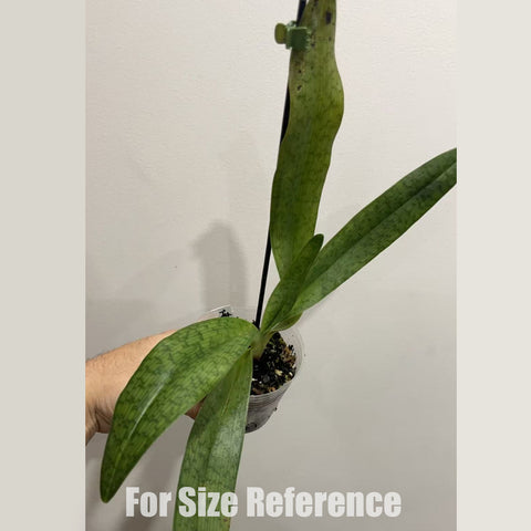 [Bare-root]Paph. Harold Koopowitz 麻栗坡x國王 [March in Stock]