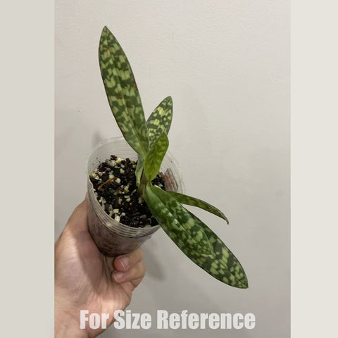 [AS-IS] Paph. bougainvilleanum xsib 不崗維爾拖鞋蘭 [March in Stock]