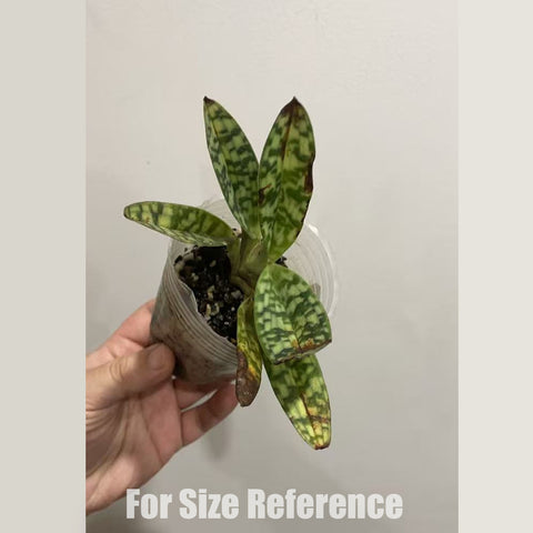 [AS-IS] Paph. celebensis xsib  [March in Stock]