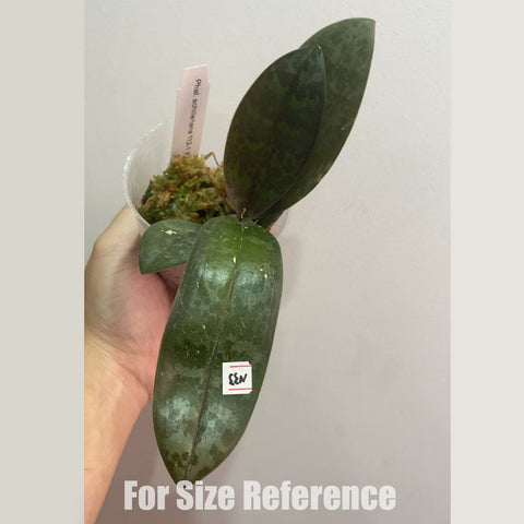 [Rooted] Phal. speciosa 'purple' x Phal. schilleriana '112-1' 西x紫盾 [March in stock]