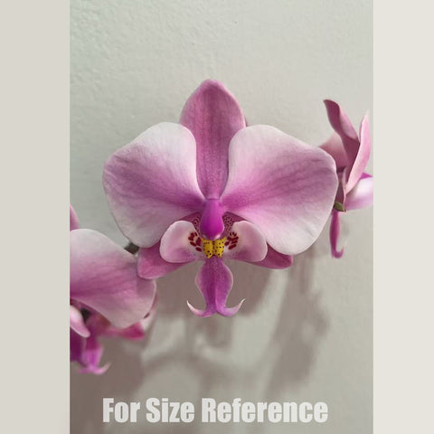 [Rooted] Phal. schilleriana Alice 愛麗絲圓葉脈紋西 [March in stock]