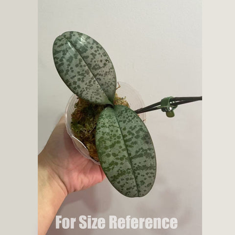 [Rooted] Phal. schilleriana Alice 愛麗絲圓葉脈紋西 [March in stock]
