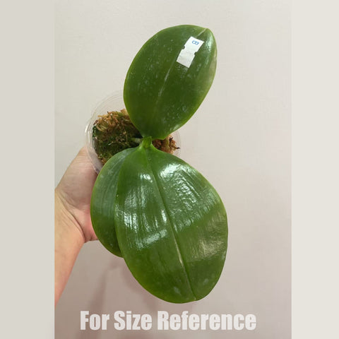 [Rootted] Phal. Joy Spring Canary 'Orange' 金絲雀 '橘' [March in stock]