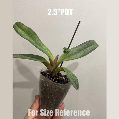 [Bare-root]Paph micranthum hybrid 白玉女國王 [Aug in Stock]
