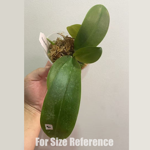 [Bare-root]Phal. speciosa 'Blue Net' x Phal. sanderiana 桑德x藍網盾  [March in stock]