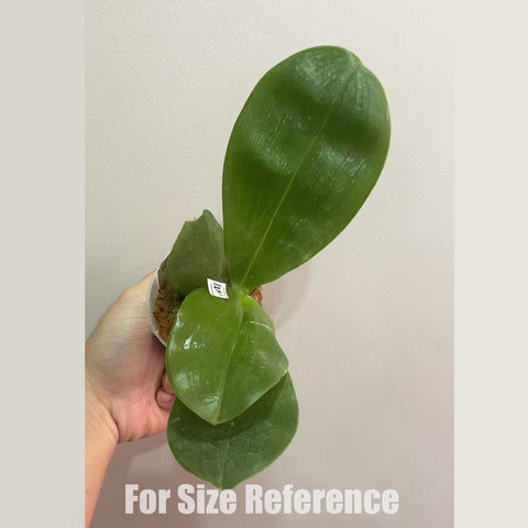 [Bare-root] Phal Yaphon Gelacea [March in stock]