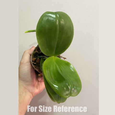 [Rooted] Phal. Mituo Prince 彌陀王子 [March in stock]