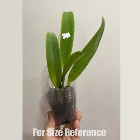 [Bare-root]C. trianaei var. concolor 粉特里 [March in stock]