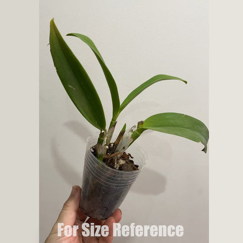 [Bare-root]Rhyncholaeliocattleya Hua Young Gold 華陽黃金 [April in stock]