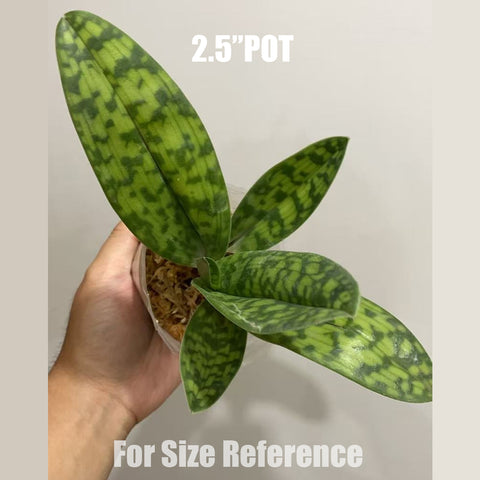 [Bare-root]Paph. Red Maudiae 紅魔帝[Aug in Stock]