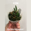 [Bare-root] Dendrobium lichenastrum [1.7 BS][Wishlist]
