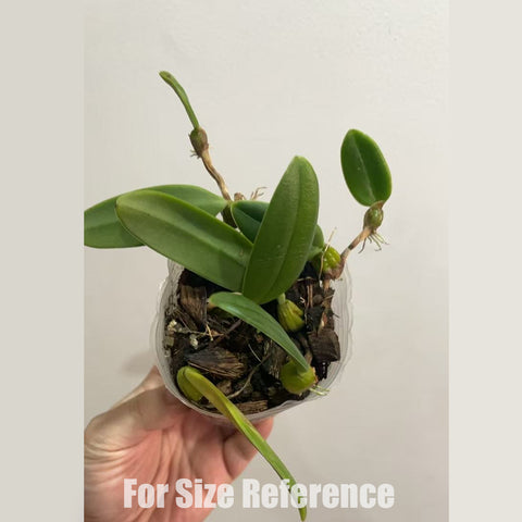[Bare-Root] Bulbophyllum lasiochilum 小蜜蜂豆蘭 [March in stock]