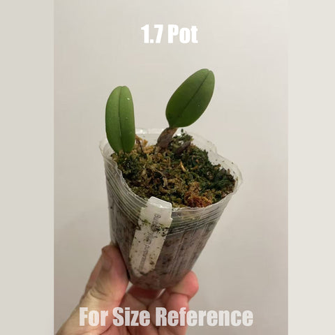 [Bare-root] Bulbophyllum purprascens [March in stock]