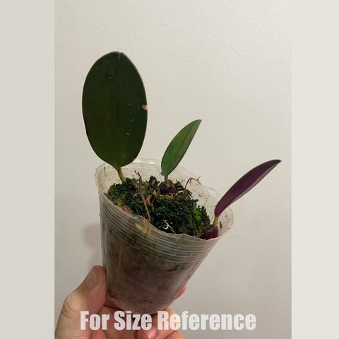 [Bare-root] Bulbophyllum dayanum 蘇瓣石豆蘭 [March in Stock]