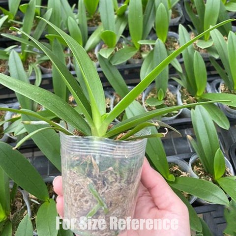 [Bare-Root] Phal. Tzu Chiang Sapphire 紫式部 [March Preorder 26]