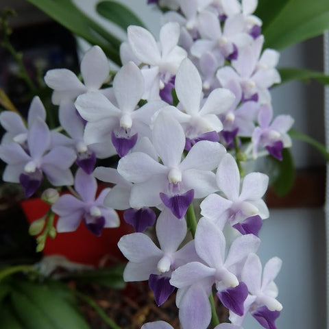 [Bare-Root] Phal. Tzu Chiang Sapphire 紫式部 [March Preorder 26]