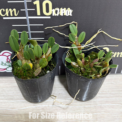 法爾。 speciosa "Mauve" 罩花蝴蝶“芋頭色”