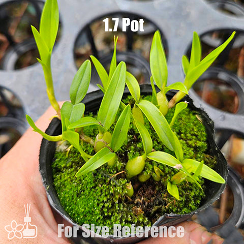 [Bare-root]Encyclia polybulbon 聚豆 [March Preorder 26]