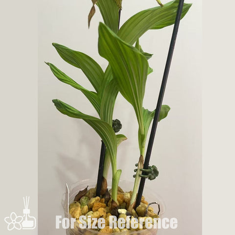 [Potted] Cypripedium Yellow Hybrid 'OM' [March in stock]