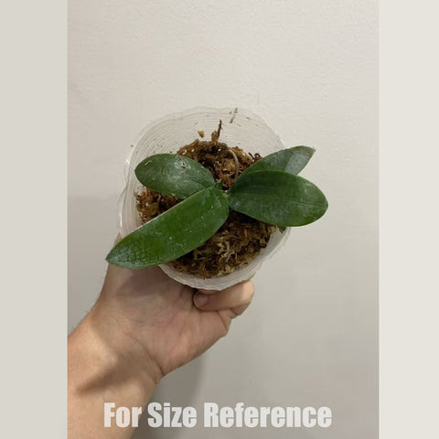 [Bare-root] Phal. wilsonii 华西蝴蝶兰 [March in stock]