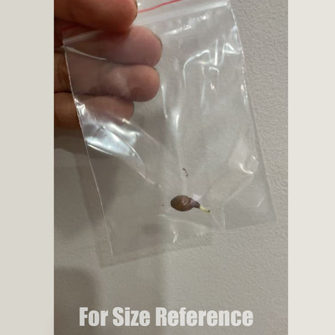 [Bulb]Habenaria radiata 'Ginga' 白鷺蘭 サギソウ "銀河"  [March in stock]