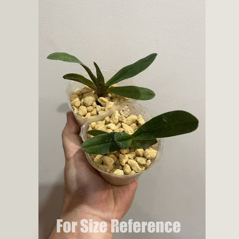 [Bare-root]Paph. canhii ×sib 千禧兜蘭園藝種[March in stock]