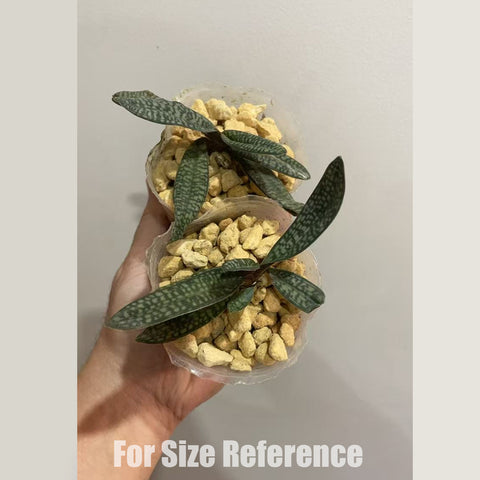 [Bare-root] Paph. rungsuriyanum × sib 朗式兜蘭 [March in stock]