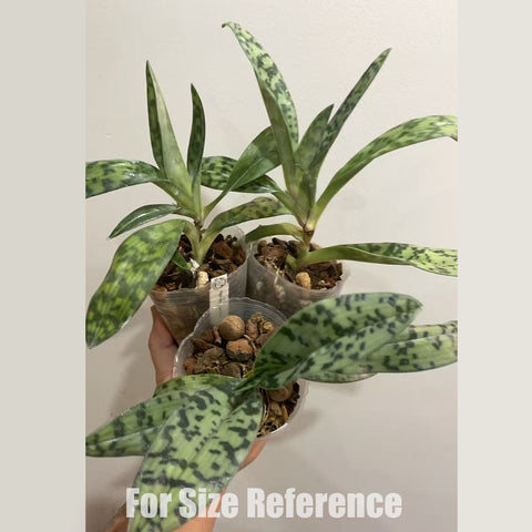 [Bare-root] Paph.dayanum xsib 黛安拖鞋蘭 [March in stock]