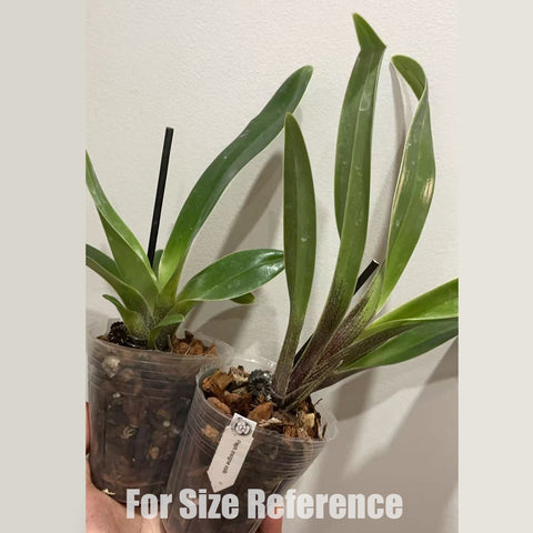 [Bare-root] Paph insigne xsib 波瓣拖鞋兰 [March in stock]