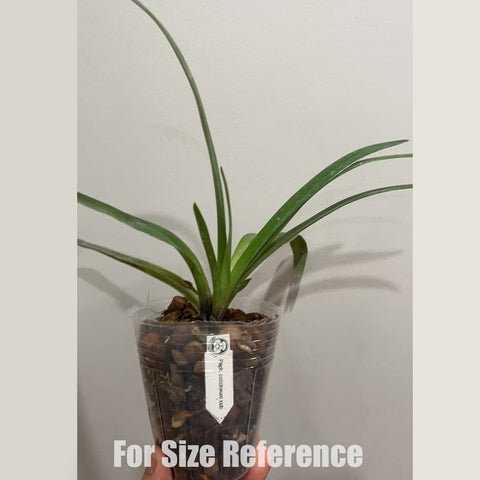 [Bare-root] Paph. coccineum xsib 猩紅兜蘭 [March in stock]