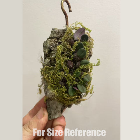 [Bare-root]Bulb. jingdongense 景東石豆 [March in stock]