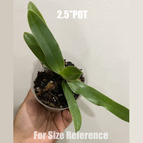 [Bare-root]Paph.Shireen 喜臨兜蘭 [Aug in Stock]