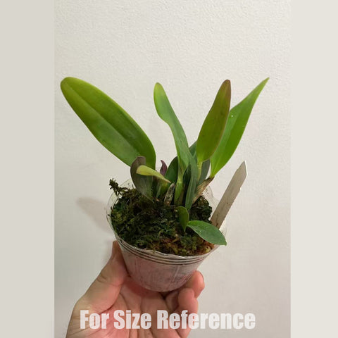 [Bare-root]#Mini Cattleya# Cattleya Jungle Beau [April in stock]