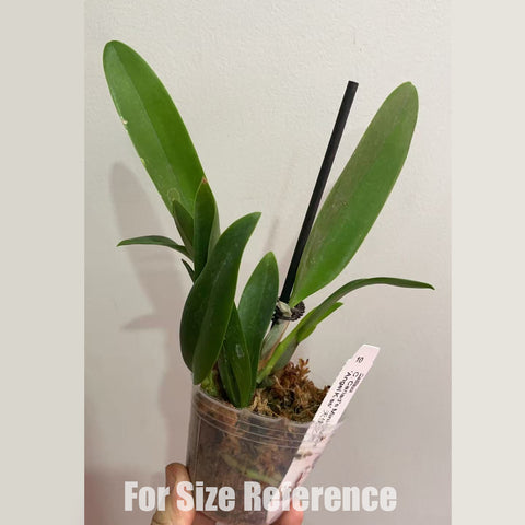 [Bare-root]Cattleya Cariad's Mini-Quinee 'Angel Kiss' 天使之吻 [April in stock]