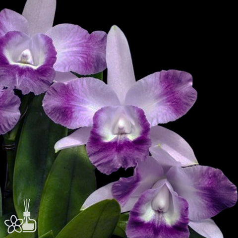 [Bare-root]Cattleya Cariad's Mini-Quinee 'Angel Kiss' 天使之吻 [April in stock]