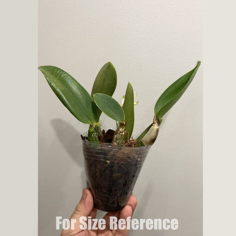 [Bare-root]C.walkeriana coerulea (Na´Vi x EH 14) [April in stock]