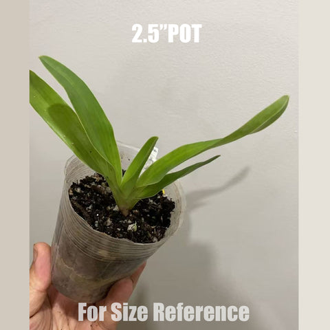 [Bare-root]Paph. glaucophyllum x lowii 苍叶x楼氏 [Aug in Stock]