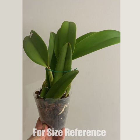[Bare-root]C. lueddemanniana coerulea (caracas x coerulea venosa nr 27)  [April in stock]
