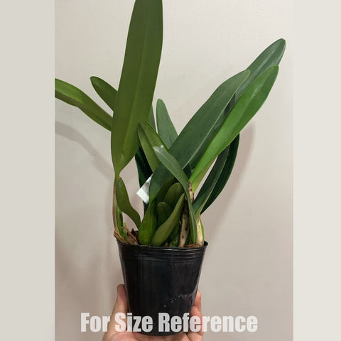 [Bare-root]Lc Canhamiana coerulea [April in stock]