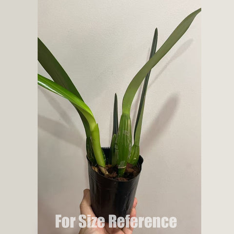 [Bare-root] Rlc. Village Chief Armani [April in stock]