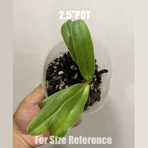 [Bare-root]Paph. glaucophyllum x henryanum 苍叶×亨利 [Aug in Stock]