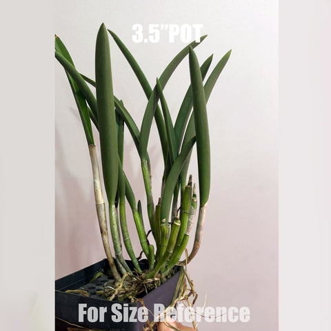[Bare-Root]Brassocattleya Jairak Snow 捷拉白雪[Aug in Stock]