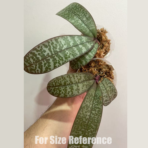 [Bare-root]Phal. schilleriana K#1 x K#3 [April in stock]