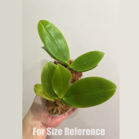 [Bare-root]Phal. speciosa ‘Purple' 紫盾 [April in stock]