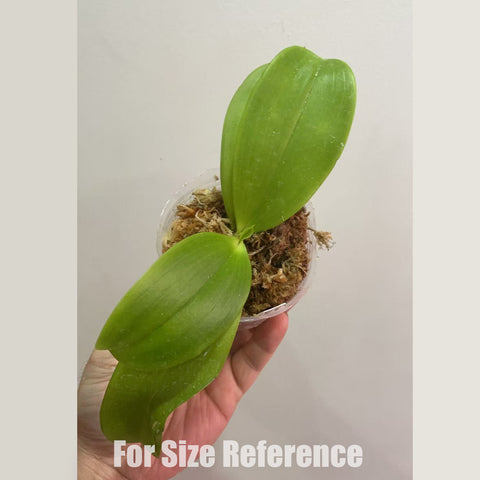 [Bare-root]Phal. Lioulin Blue Parrot x LL Blue Magpie [April in stock]