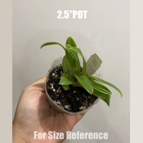 [Bare-root]Paph. New Vietenryanum 格力X亨利 [Aug in Stock]