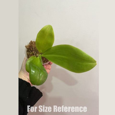 [Bare-root]Phal. sumatrana xsib 蘇門答臘蝴蝶蘭 [April in stock]